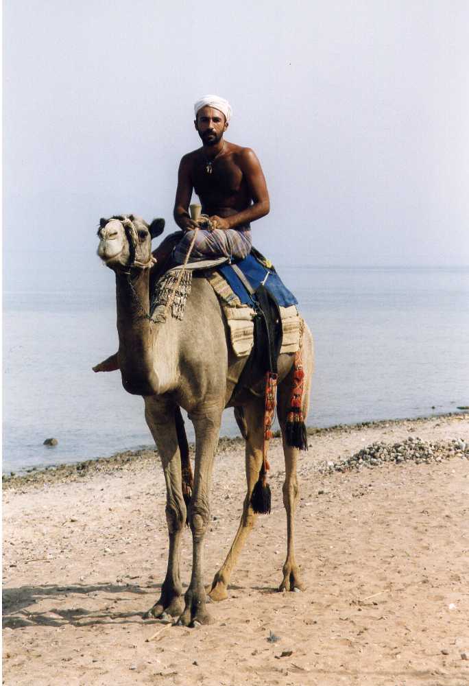 adhambeduincamel.jpg
