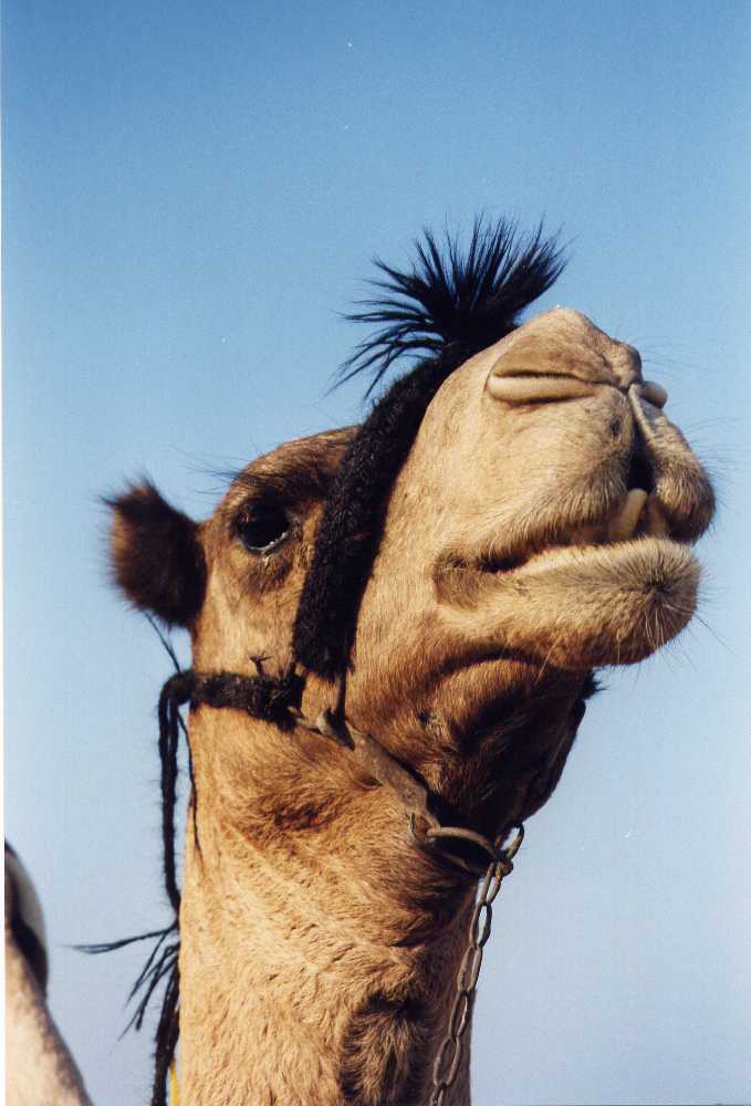 beautycamel.jpg