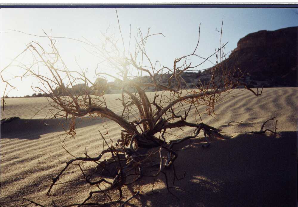 bush2.jpg