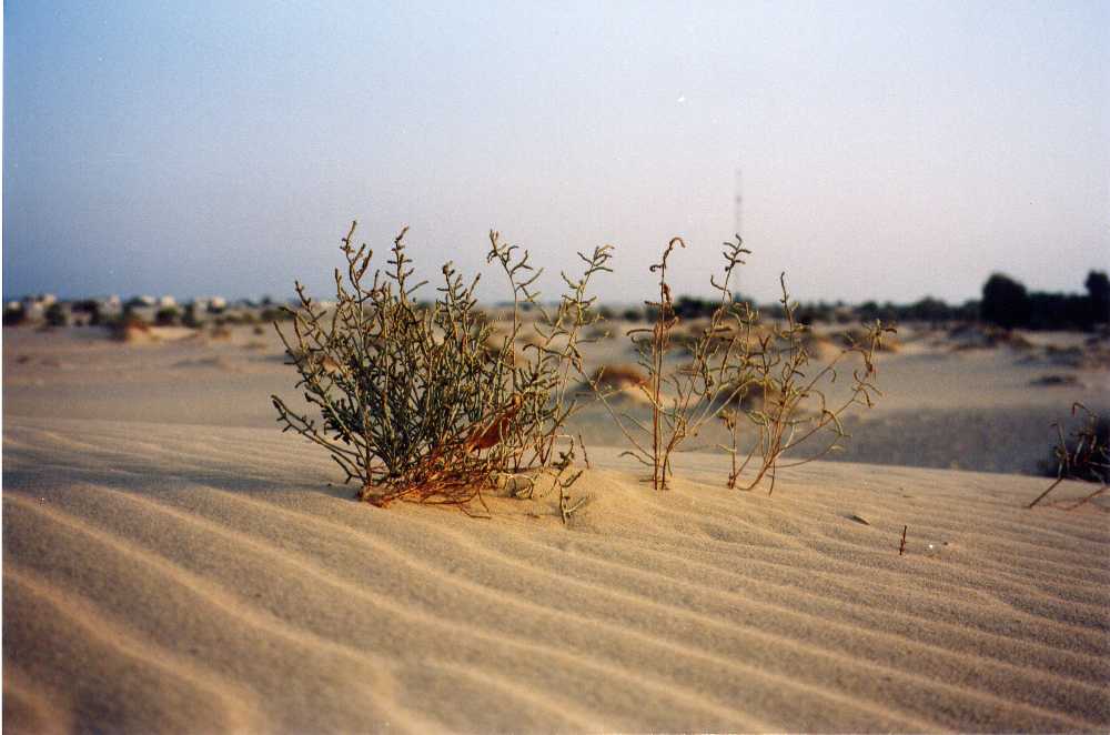 bushinthesand.jpg