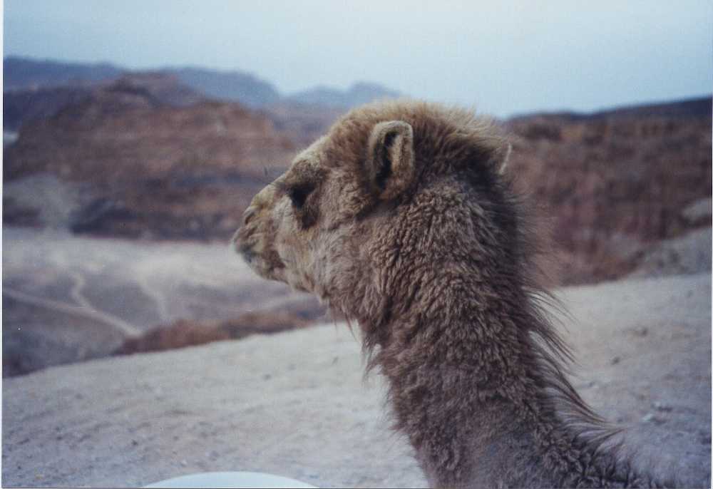 camelbaby.jpg