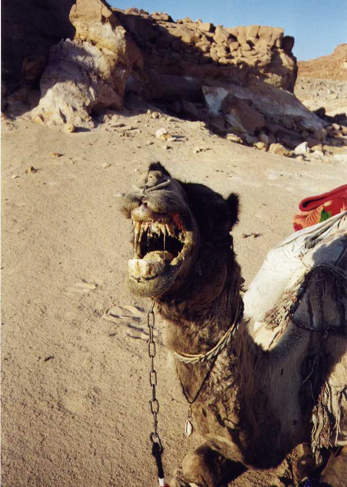 camelbeast.jpg