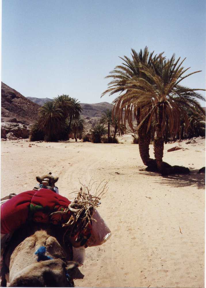 cameleinummahmud.jpg