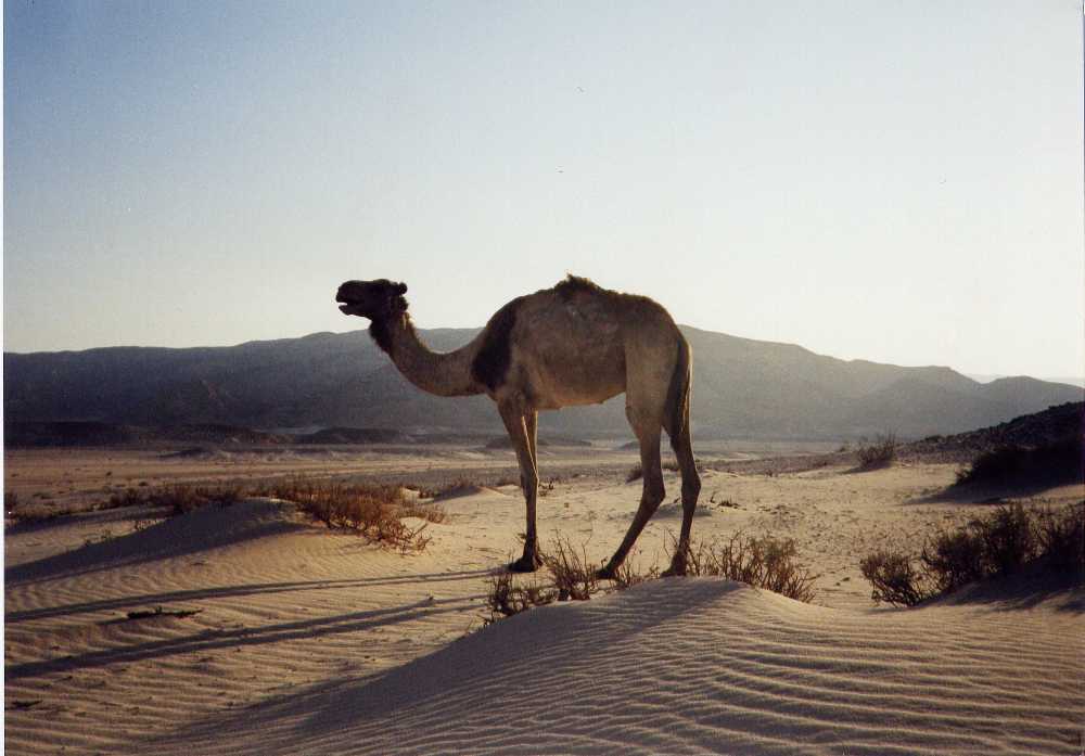 cameljebelkalb.jpg