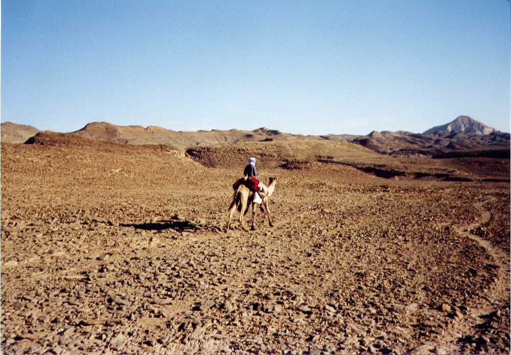 camelrider.jpg