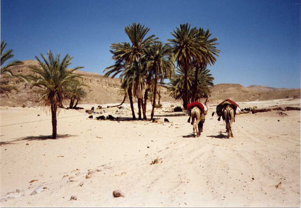 camelsbirzora.jpg